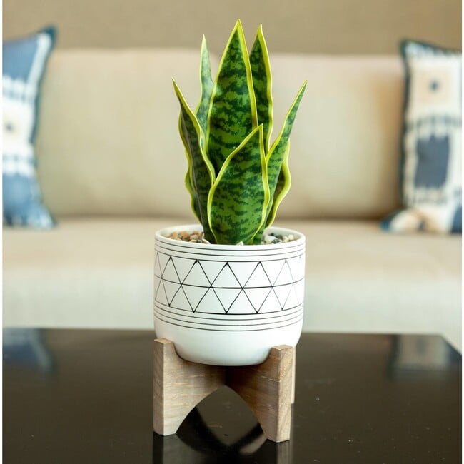 Faux Snake Plant In Cream Ceramic Pot - Plants - 2