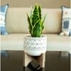 Faux Snake Plant In Cream Ceramic Pot - Plants - 2