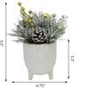 Christmas Mix In Cardinal Ceramic Footed Pot - Plants - 3