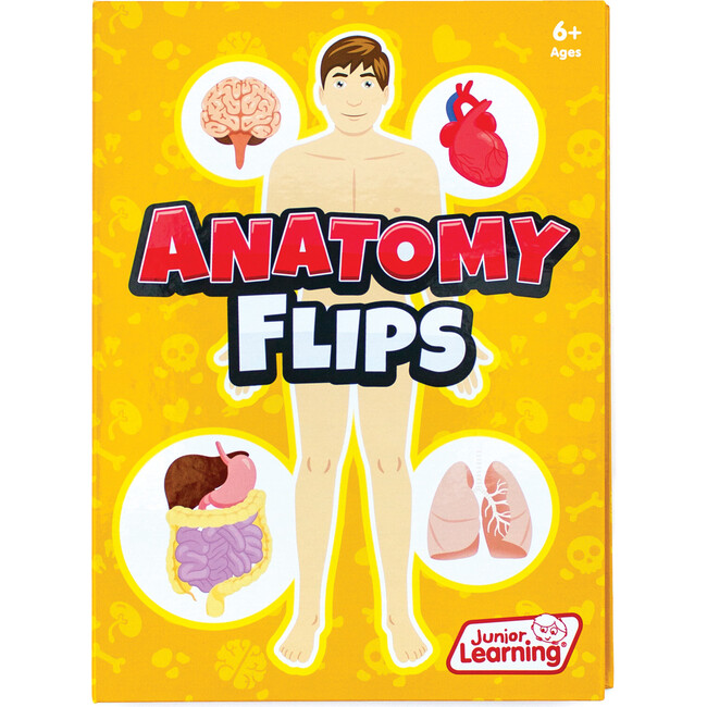 Anatomy Flips  Educational Learning Set