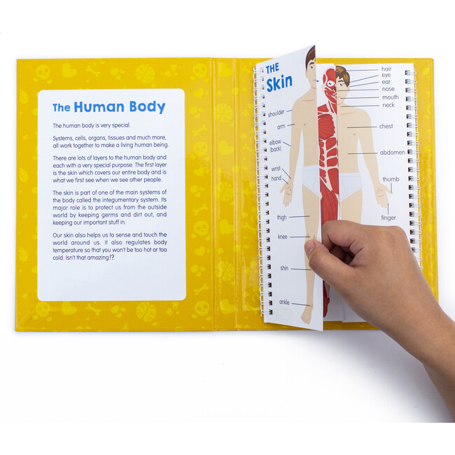 Anatomy Flips  Educational Learning Set - STEM Toys - 2