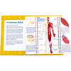 Anatomy Flips  Educational Learning Set - STEM Toys - 3