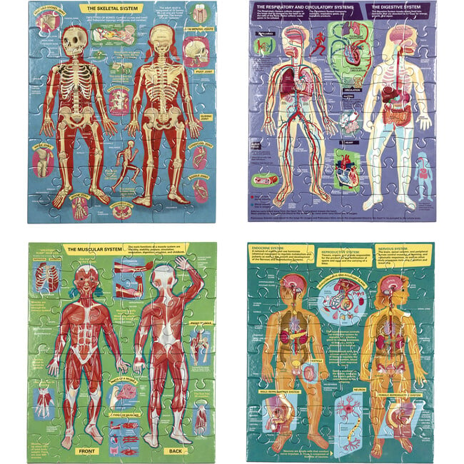 Ready to Learn: Human Anatomy 4-Puzzles Body Systems Set of 4 - Puzzles - 3