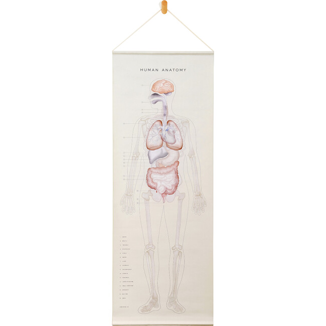 Human Anatomy Wall Hanging Artwork, Light