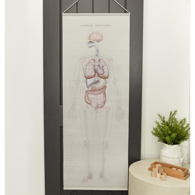 Human Anatomy Wall Hanging Artwork, Light - Wall Décor - 7