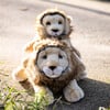 My Lion Melchior - Medium 60cm - Plush - 4