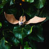 big-eared bat - Woodens - 3