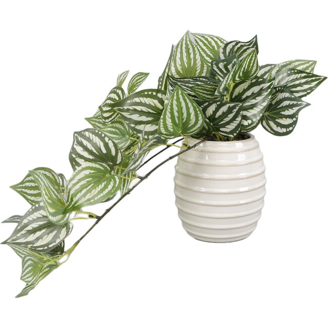 Trailing Ivy In 4.75-Inch Ceramic 4.75X4.75X5, Ivory