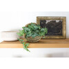 Trailing Ivy In 8.5-Inch Hanging Basket 8.5X8.5X4.25, Brown - Accents - 1 - thumbnail