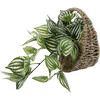 Trailing Ivy In 8.5-Inch Hanging Basket 8.5X8.5X4.25, Brown - Accents - 5