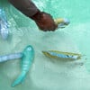 Dive Buddies: Sid The Seagull - 6pk, Multi - Water Toys - 4