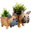 Mama and Baby French Bulldog Planter Set - Pots - 1 - thumbnail