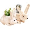 Mama and Baby Bunny Planter Set - Pots - 1 - thumbnail