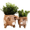 Mama and Baby Pig Planter Set - Pots - 1 - thumbnail