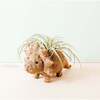 Mama and Baby Triceratops Planter Set - Pots - 3