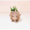 Mama and Baby Triceratops Planter Set - Pots - 5