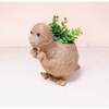 Mama and Baby T-Rex Planter Set - Pots - 6