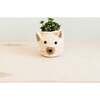 Coco Coir Animal Head Plant Pots - Animal Heads - 6
