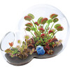 Unique Gardener: Carnivorous Growarium - Arts & Crafts - 2