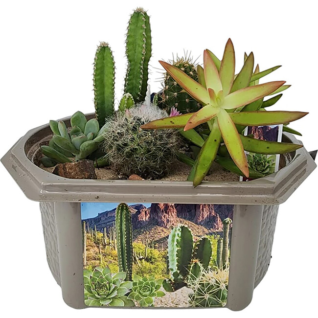 Toys By Nature: Desert Dome - Arts & Crafts - 4