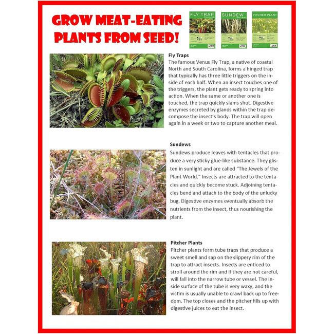 Toys By Nature: Carnivorous Creatures - Arts & Crafts - 7