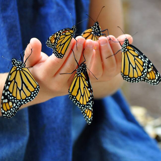 Nature Bound: Butterfly Habitat & Terrarium - Outdoor Games - 6