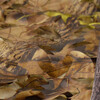 Nature Bound: Camouflage Netting - Outdoor Games - 7