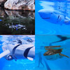 Hyper Drive: RC Shark - Remote Control - 7