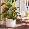 Nardo Large Planter Pot, Beige - Planters - 2