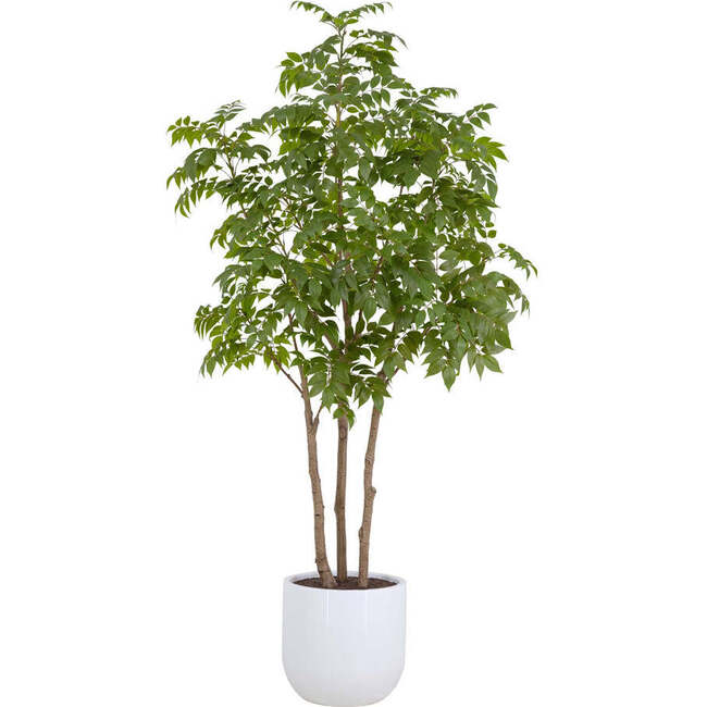 Tree Sumac Pot 7ft
