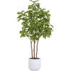 Tree Sumac Pot 7ft - Plants - 1 - thumbnail