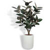 Tree Rubber Pot 5ft - Plants - 1 - thumbnail