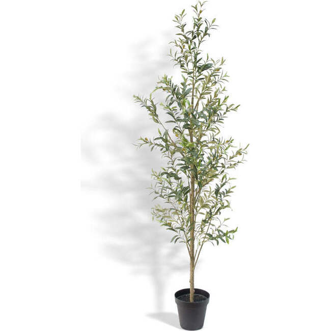 Tree Olive Slim Grower 7ft