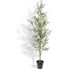 Tree Olive Slim Grower 7ft - Plants - 1 - thumbnail