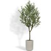 Tree Olive Pot 7ft - Plants - 1 - thumbnail