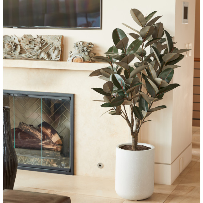 Tree Rubber Pot 5ft - Plants - 2