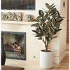 Tree Rubber Pot 5ft - Plants - 2