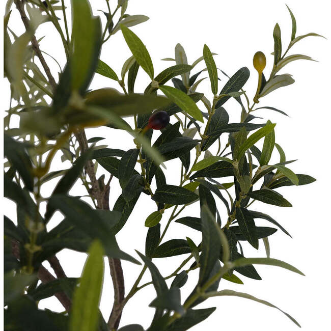Tree Olive Pot 6.5ft - Plants - 2