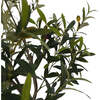 Tree Olive Pot 6.5ft - Plants - 2
