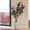 Tree Rubber Pot 5ft - Plants - 3