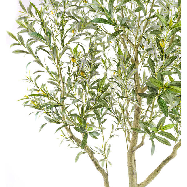 Tree Olive Pot 7ft - Plants - 2