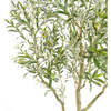 Tree Olive Pot 7ft - Plants - 2