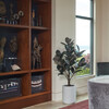 Tree Rubber Pot 5ft - Plants - 4