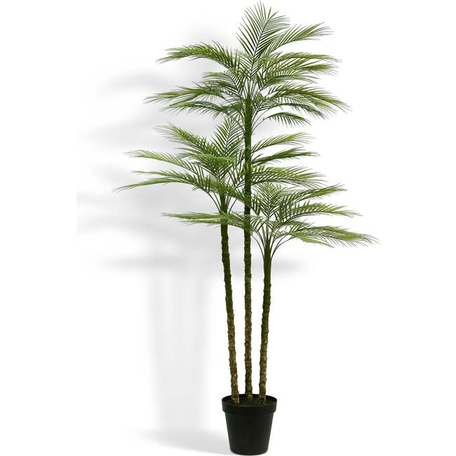 Tree Palm Grower 7ft