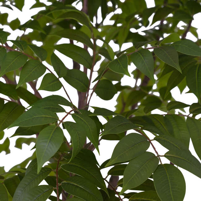 Tree Sumac Pot 7ft - Plants - 5