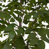 Tree Sumac Pot 7ft - Plants - 5