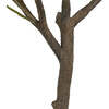 Tree Olive Pot 6.5ft - Plants - 3