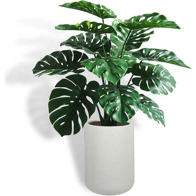 Tree Monstera Pot 4ft