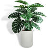 Tree Monstera Pot 4ft - Plants - 1 - thumbnail