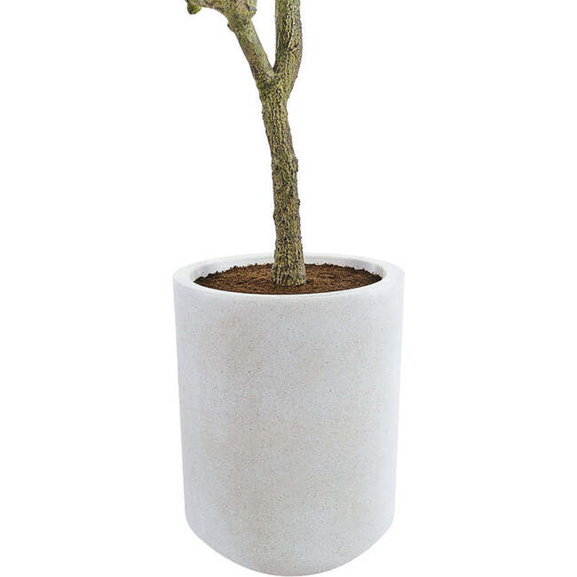 Tree Olive Pot 7ft - Plants - 3